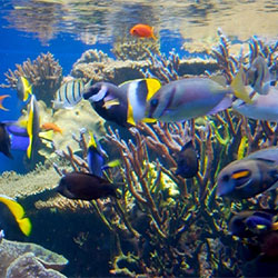 What You Should Know About Feeding Your Tropical Fish?